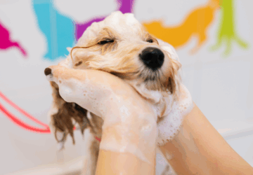9 dicas de gestão para quem tem um banho e tosa pequeno
