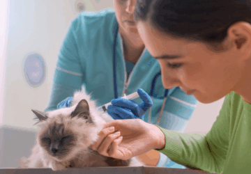 Como abrir um Pet Shop? Veja todos os passos para o sucesso aqui!